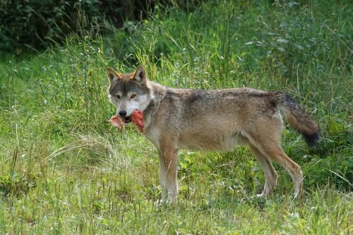 wolf predator food
