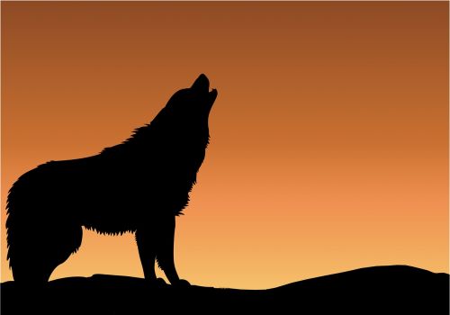 wolf howling sunset