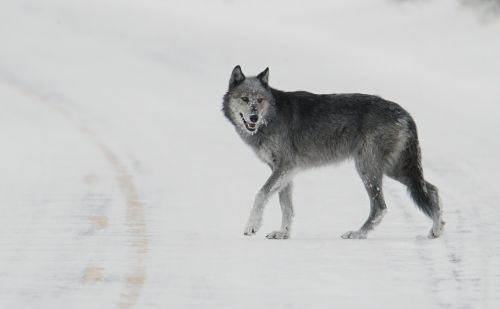 wolf lone predator