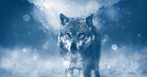 wolf predator animal