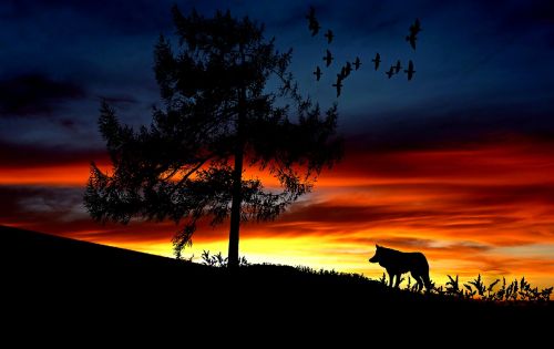 wolf animal sunset