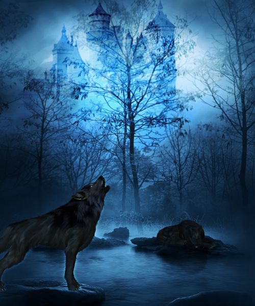 wolf night forest