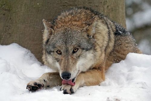 wolf mongolian wolf predator