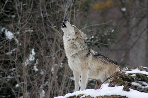 wolf howling animal