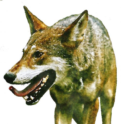wolf predator watercolor