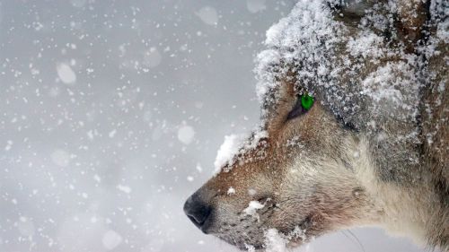 wolf snow cold