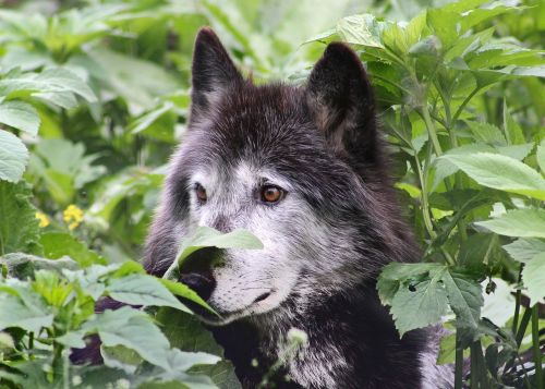 wolf wolves wildlife