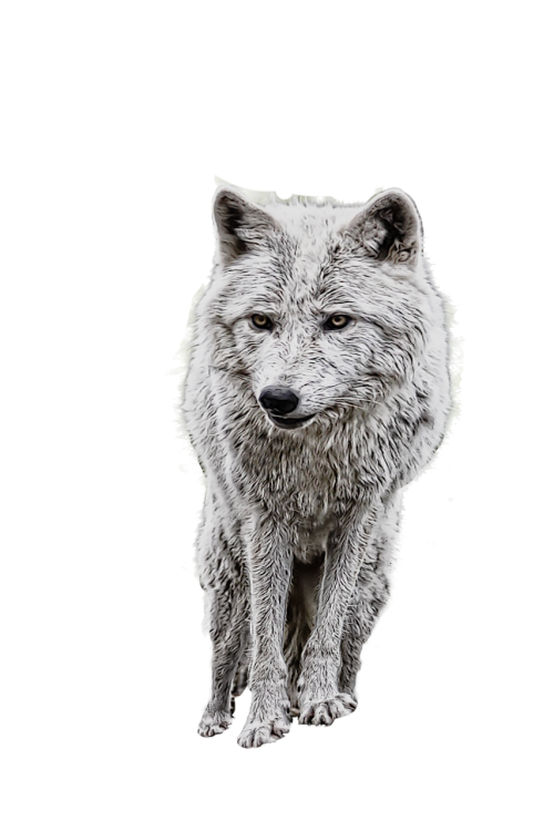 wolf photo manipulation white