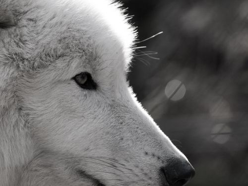 wolf polarwolf wild animal