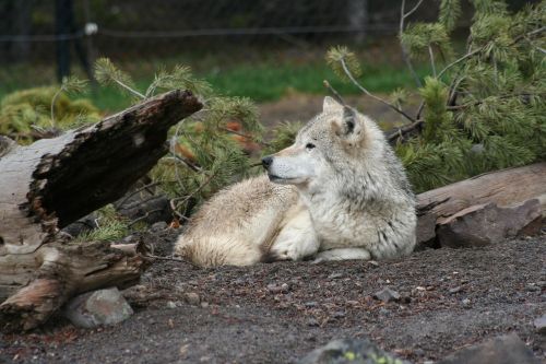 wolf animal white