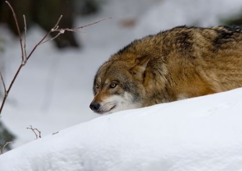 wolf predator pack animal