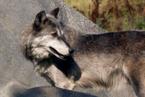 wolf wildlife nature