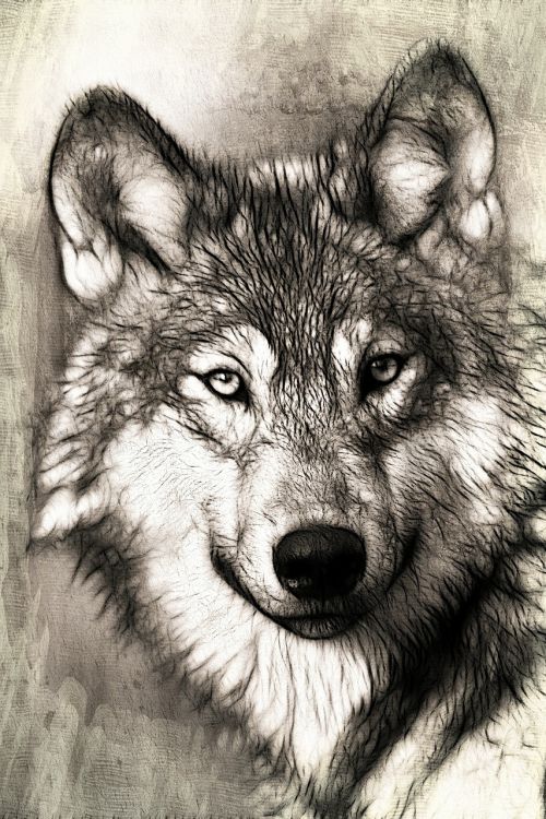 wolf portrait head