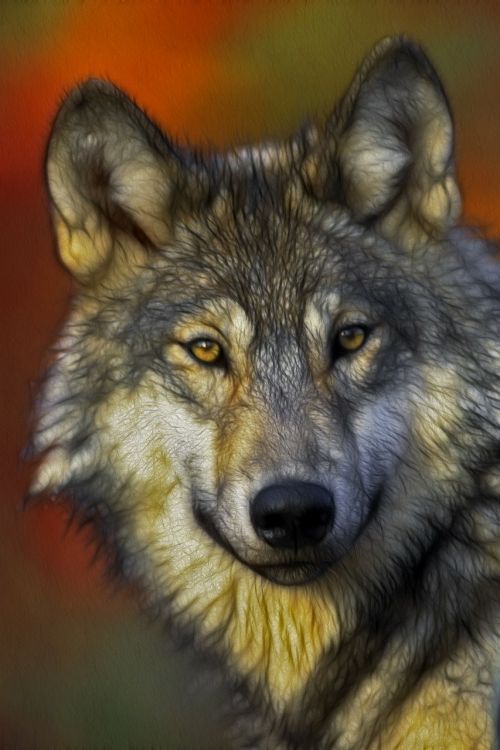 wolf portrait head