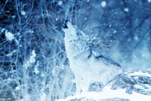 wolf howl animal