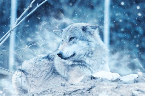 wolf animal snow