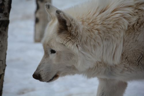 wolf white snow