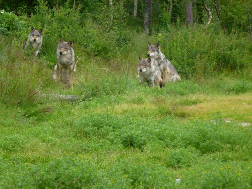 wolf predators hunter