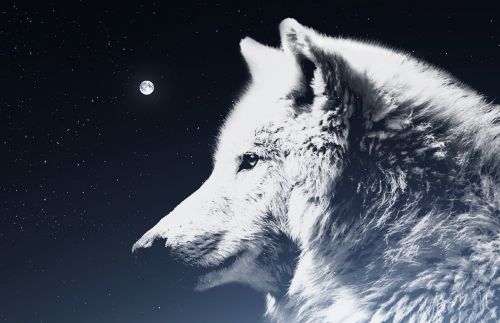 wolf night sky moon
