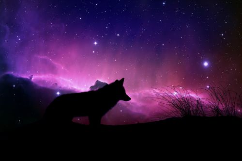 wolf magical space