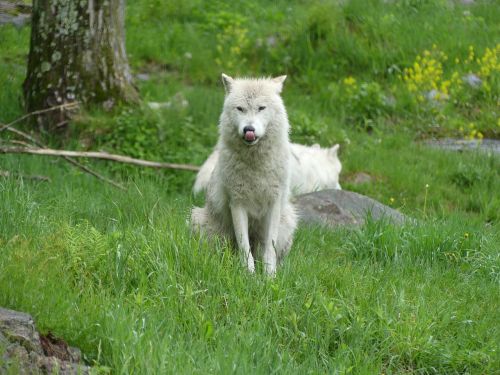 wolf animal wildlife