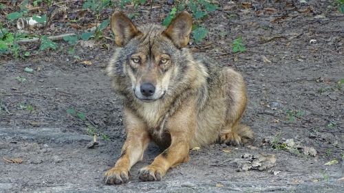 wolf iberian wolf subspecies