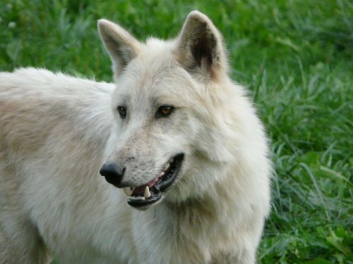 wolf white carnivore