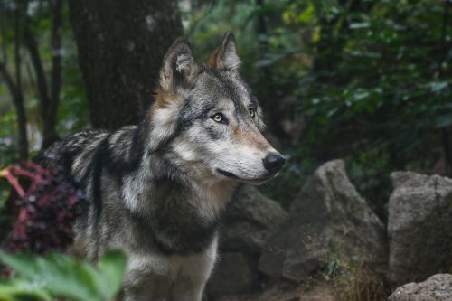 wolf predator grey