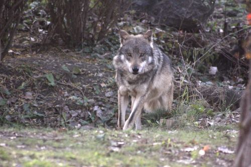 wolf mexican wolf wildlife