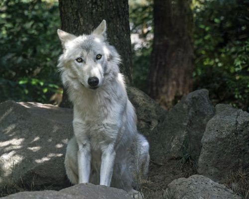 wolf predator wild animal