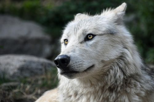 wolf predator look