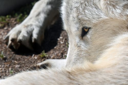 wolf predator close up