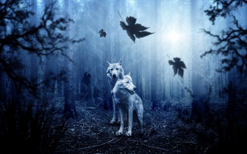 wolf forest autumn