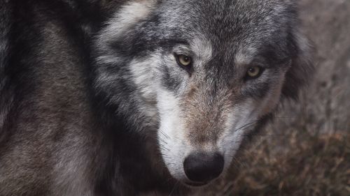 wolf look predator