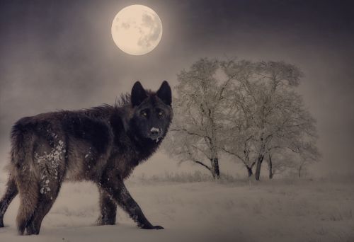 wolf moon winter