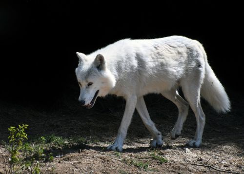 wolf predator mammal