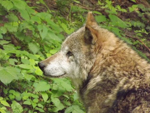 wolf predator wolf head