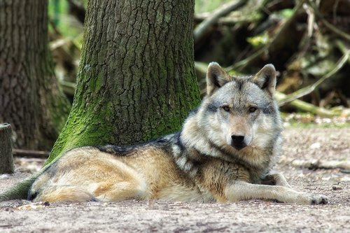 wolf  nature  wood