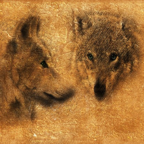 wolf  carnivores  predator