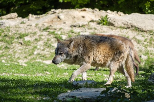 wolf  predator  dog