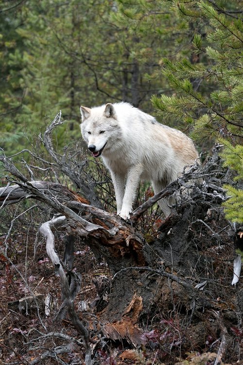 wolf  wild  nature