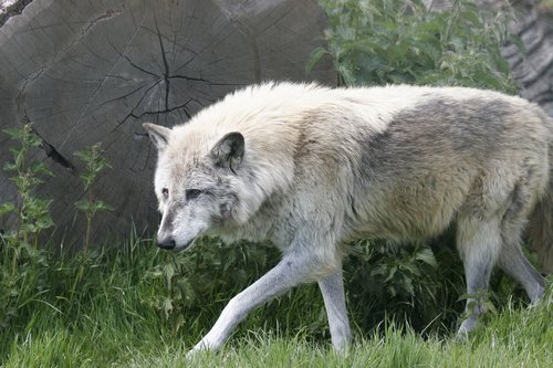 wolf  wolves  wild