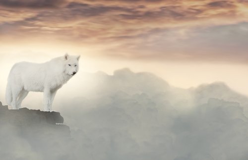 wolf  clouds  fantasy
