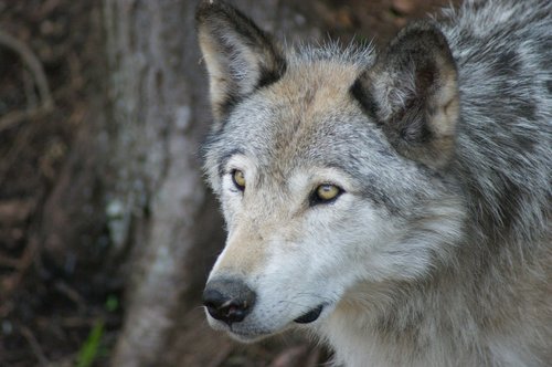wolf  grey  timber