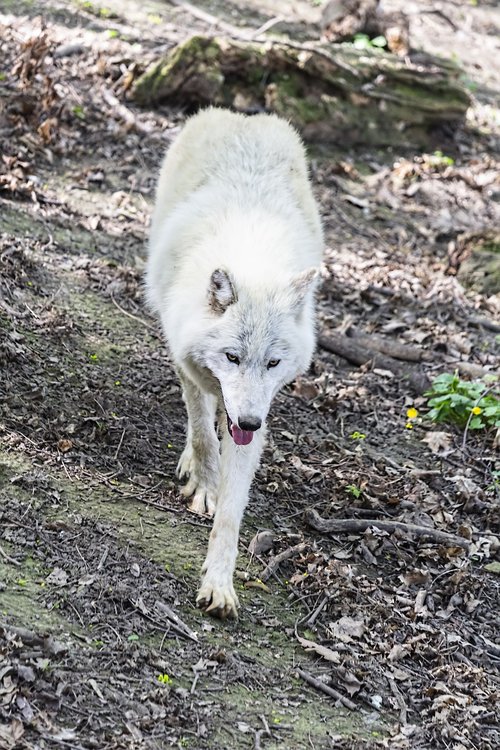 wolf  arctic wolf  fur