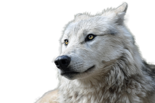 wolf  transparent  animal