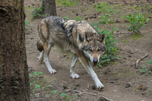 wolf  predator  grey wolf