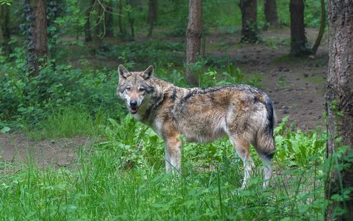 wolf  predator  grey wolf