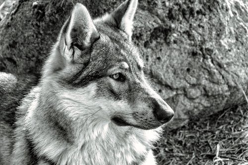 wolf  nature  animal