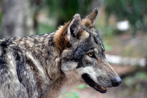 wolf  close up  nature